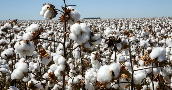 طفرة في صادرات القطن المصري بنهاية مارس الماضي 