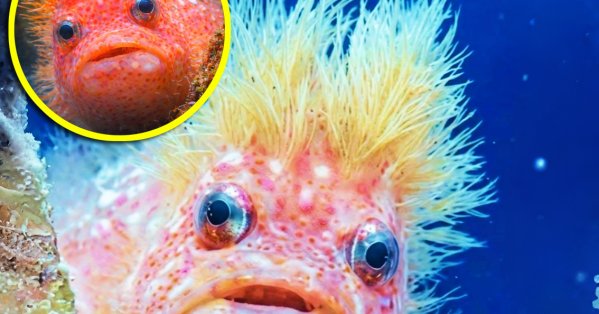 "سمكة فنزويلا" الغريبة تشعل منصات التواصل وتثير فضول العلماء 