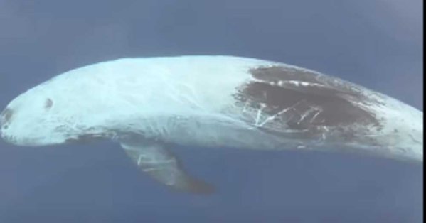 ظهور نادر.. رصد ذ أبيض اللون بمدينة دهب المصرية 