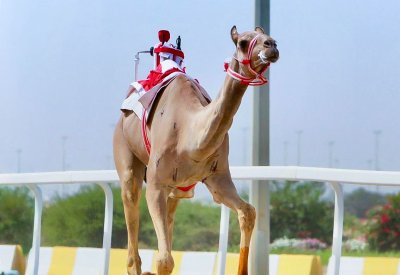 "تروم" تحقق المركز الأول في مهرجان أمير دولة قطر لسباقات الهجن