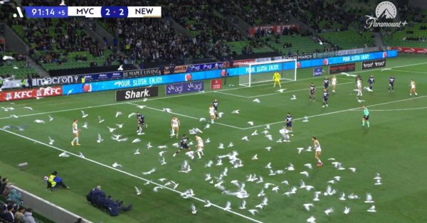 بالفيديو.. أسراب الطيور تغزو مباراة كرة قدم في 