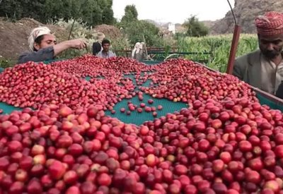 كبار تجار القهوة يرسمون خريطة مزارع العالم