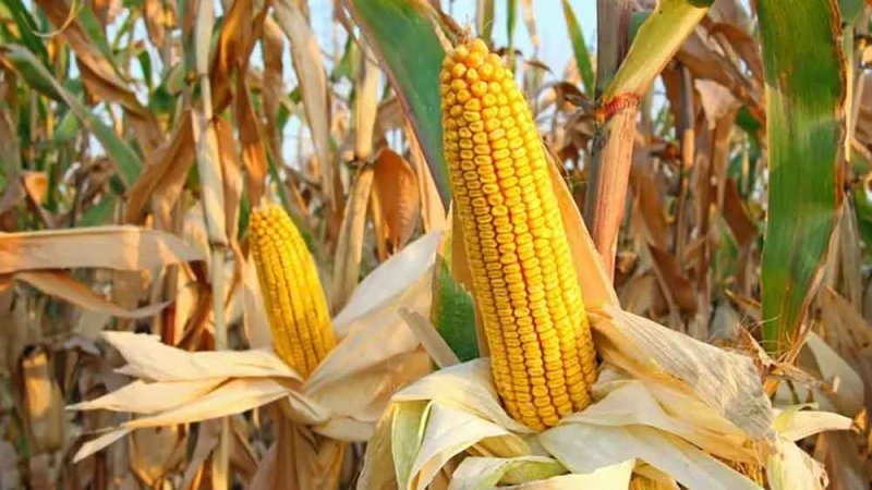 تونس تتلقى عروضاً في مناقصة لشراء 27 ألف طن من علف الذرة