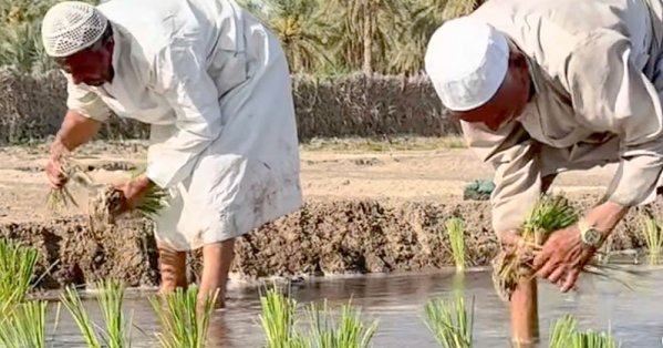 حول الخبر | “الوسمي” ينتج 20 ألف طن في الستينيات..  وتراجع إلى 500 طن في السنوات الأخيرة