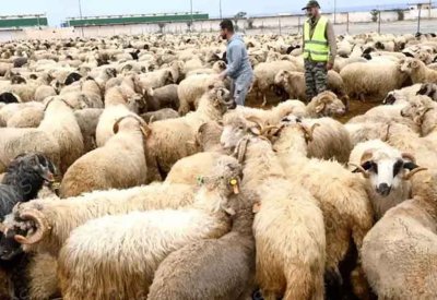 الجزائر تستورد 36.2 ألف رأس أغنام من إسبانيا