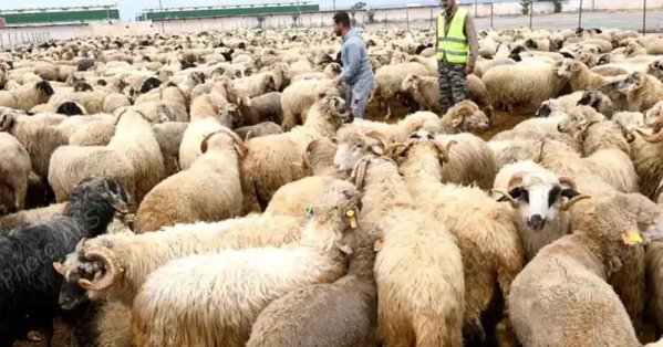 الجزائر تستورد 36.2 ألف رأس أغنام من إسبانيا