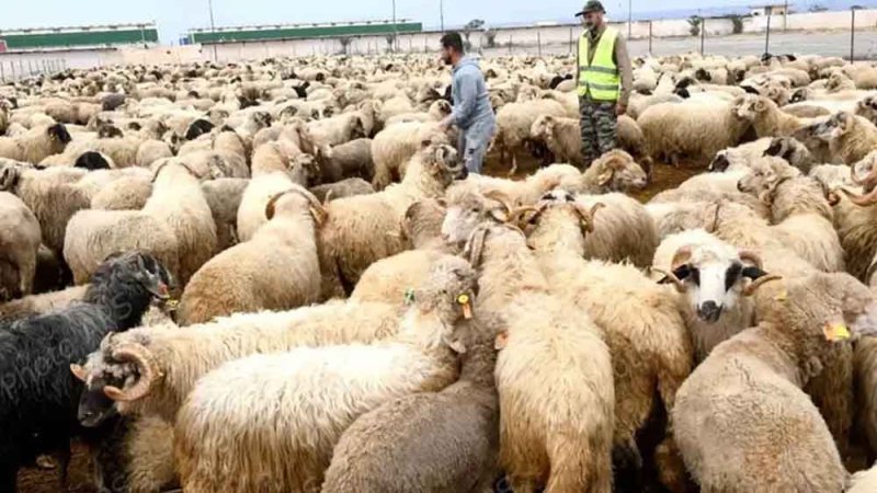 الجزائر تستورد 36.2 ألف رأس أغنام من إسبانيا