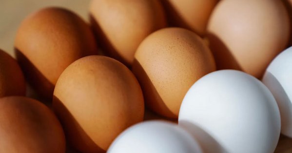خبراء يفندون الخرافة.. أيهما أفضل البيض الأبيض أم البني؟
