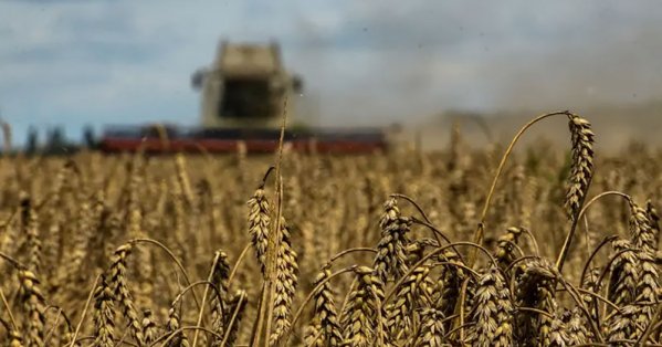 بدعم من القمح.. شركة استشارات ترفع تقديرات محصول الحبوب في أ