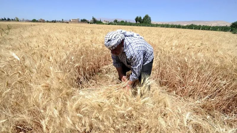 توقعات بزيادة محصول القمح السوري لأكثر من المثلين في 2026