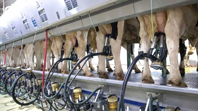 مليارا كيلوغرام.. نيوزيلندا تسجل أعلى إنتاج للحليب في تاريخها بدعم الأسعار العالمية