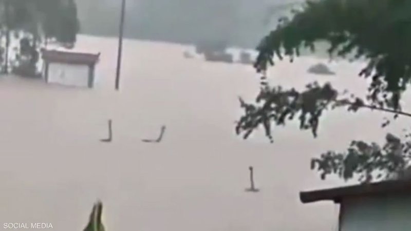 فيديو من الصين.. مئات الثعابين السامة تسبح في مياه الفيضانات