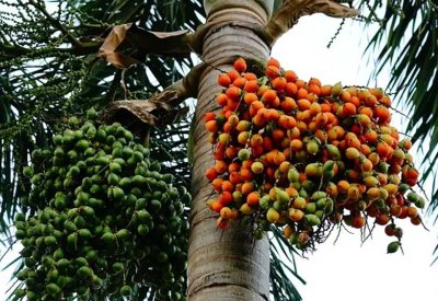 إندونيسيا تسعى لتعزيز دور زيت النخيل في الطاقة الحيوية
