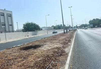 بدء إزالة النخيل والأشجار تمهيدا لتوسعة شارع البديع