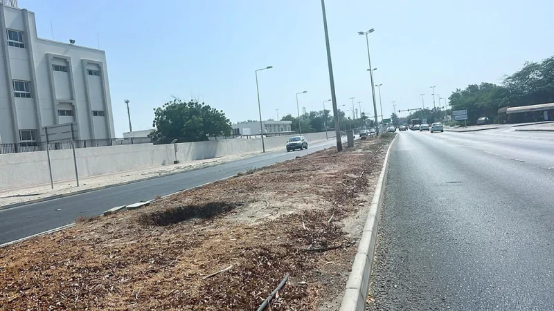 بدء إزالة النخيل والأشجار تمهيدا لتوسعة شارع البديع
