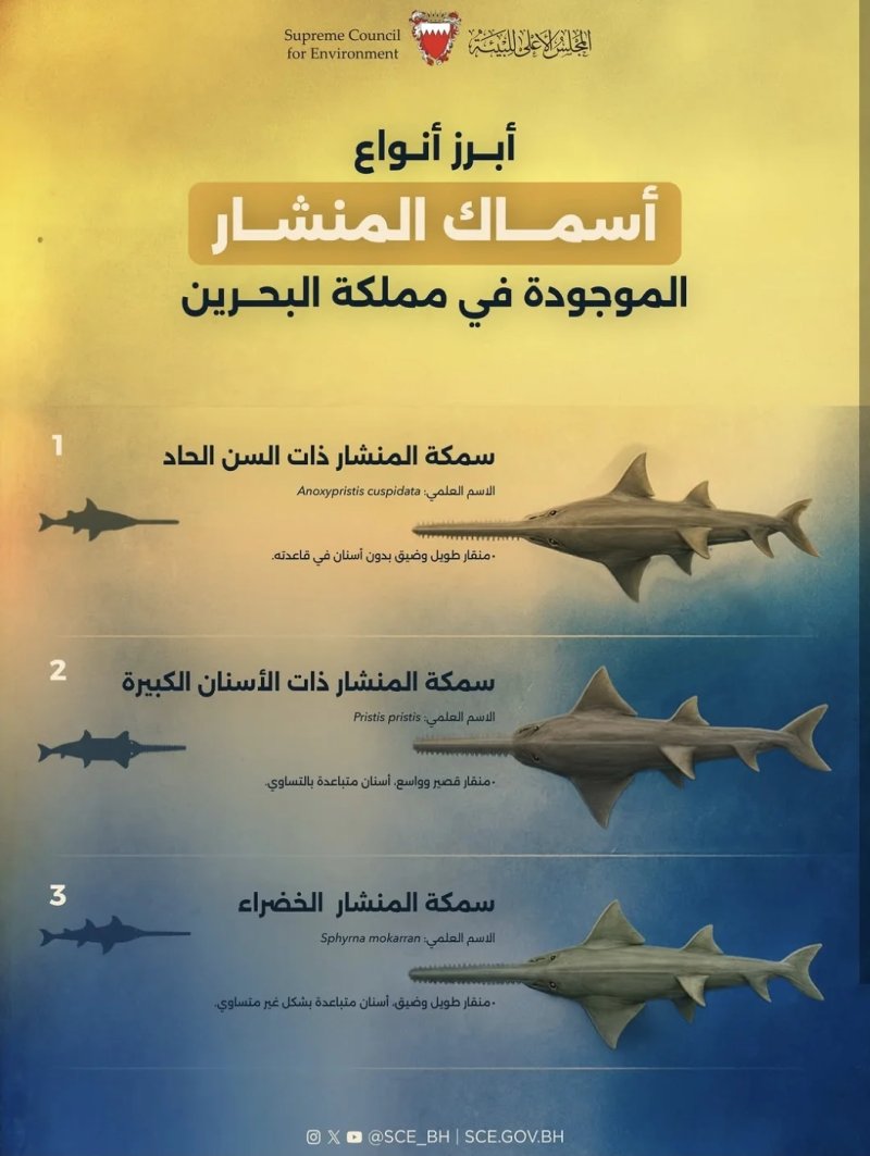 المجلس الأعلى للبيئة: 7 أنواع من أسماك القرش والمنشار تعيش في مياه البحرين