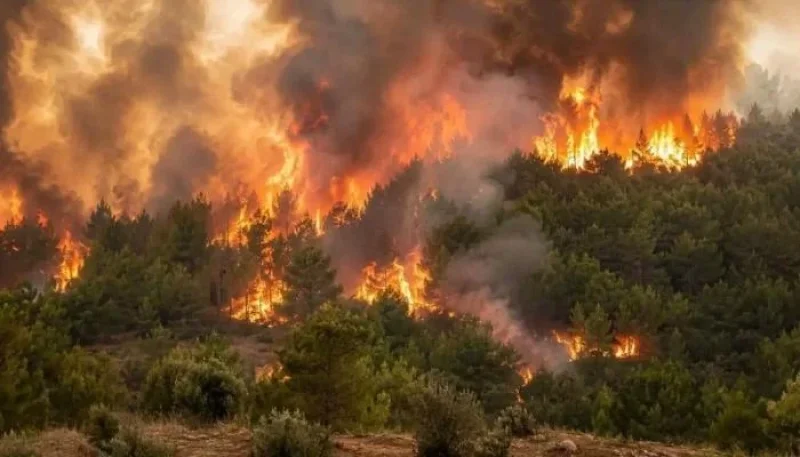 إخماد عشرات الحرائق في الجزائر و المغرب وتونس وسط موجة حر قياسية