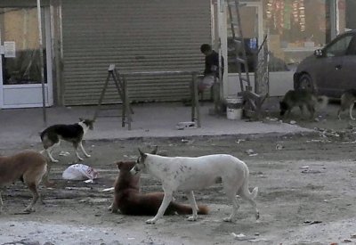 كلاب تسرح وتمرح في سوق واقف