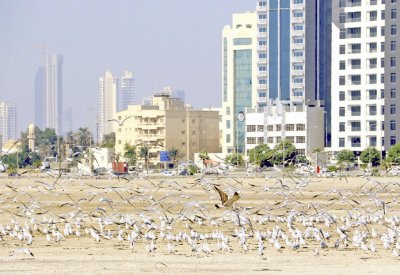 عدسة “البلاد”: الشتاء الموسم الأجمل للطيور لمعانقة السواحل