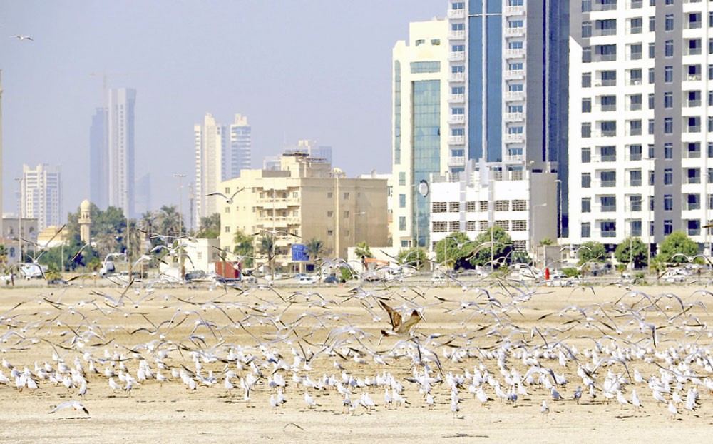 عدسة “البلاد”: الشتاء الموسم الأجمل للطيور لمعانقة السواحل
