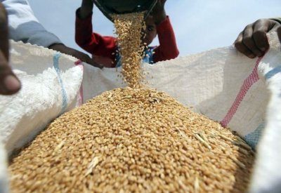 العراق يخفض مساحة القمح المروية للنصف