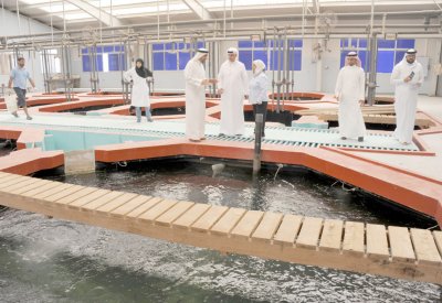 وكيل “الزراعة” في زيارة لرأس حيان: تشجيع الاستثمار في الاستزراع السمكي