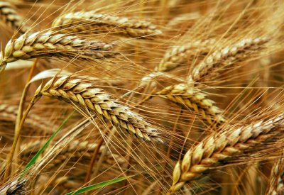 البحرين: مناقصة لشراء 25 ألف طن قمحا