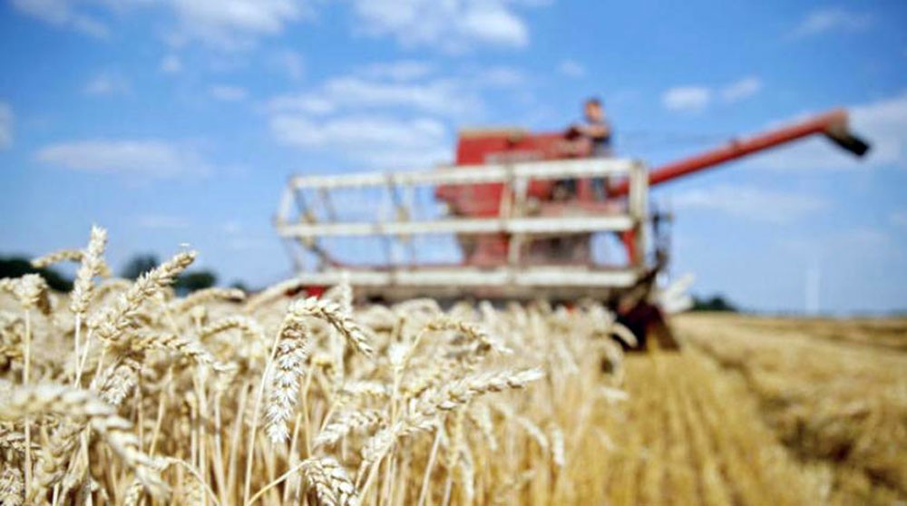 الظروف المناخية تقفز بأسعار القمح إلى 18 %