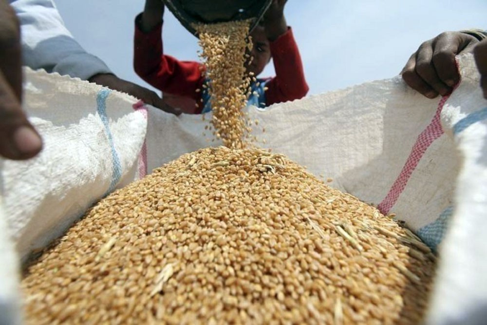 العراق يخفض مساحة القمح المروية للنصف