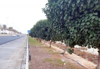  الأهالي: مظهر المسطحات الخضراء بشارع خليفة بن سلمان بحاجة لتطوير