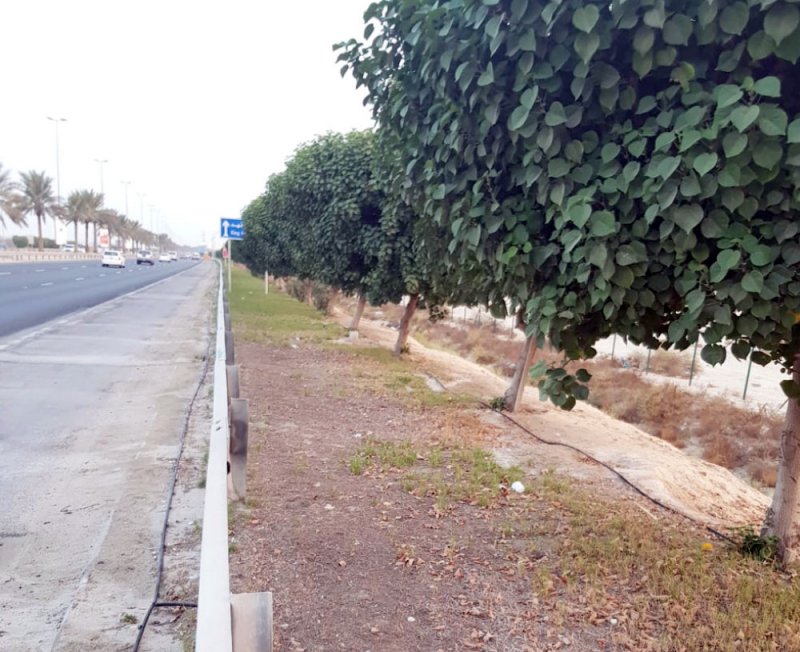  الأهالي: مظهر المسطحات الخضراء بشارع خليفة بن سلمان بحاجة لتطوير