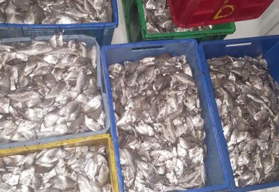 ضبط باعة يعرضون أسماكا صغيرة وشباكا مخالفة