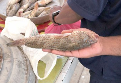 مصادرة طنين  من الأسماك الصغيرة والتالفة