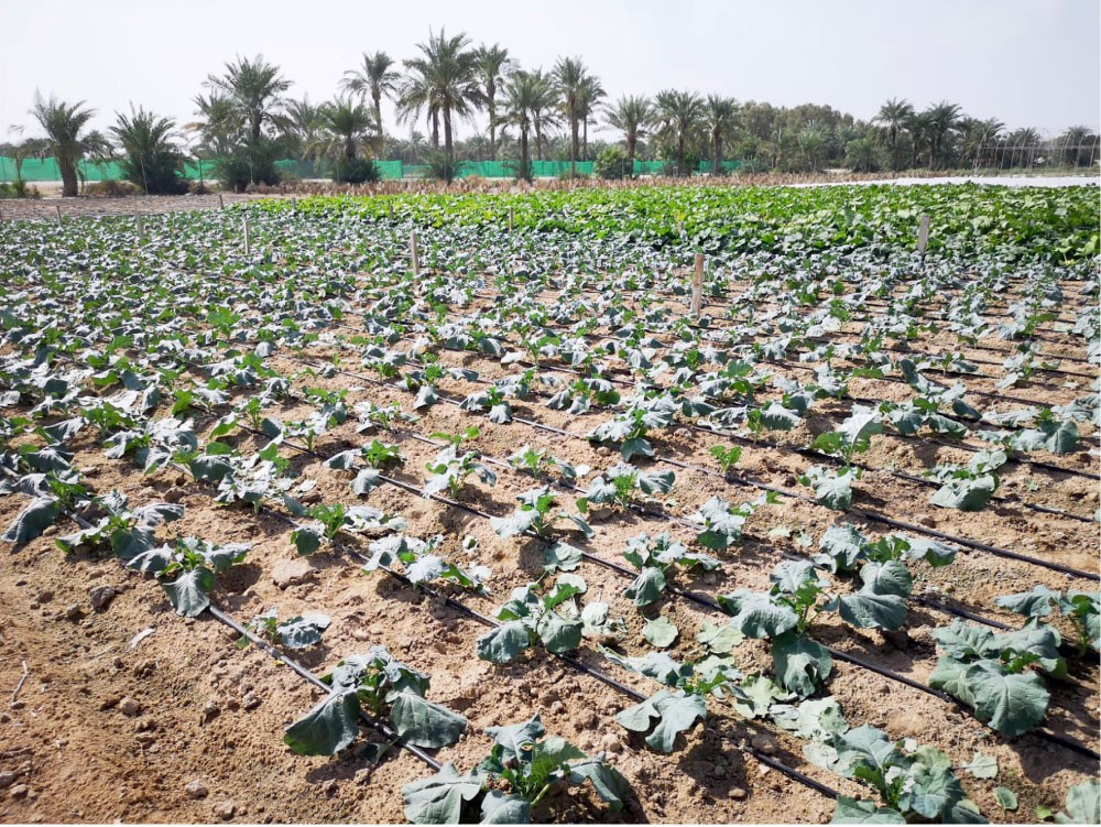 70 % ارتفاع نسبة المساحة الخضراء