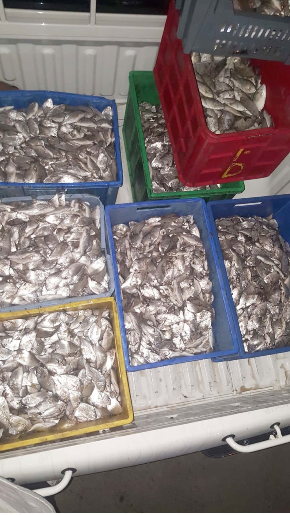 ضبط باعة يعرضون أسماكا صغيرة وشباكا مخالفة