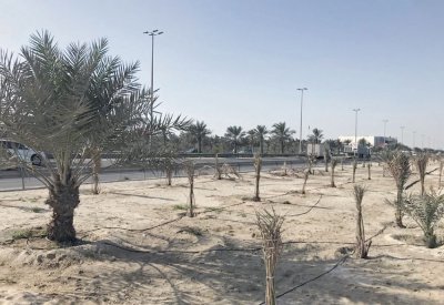 إنجاز وتشجير 200 حديقة وساحل