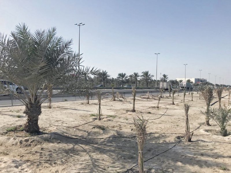 إنجاز وتشجير 200 حديقة وساحل