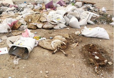 ذبح غير قانوني وجبل من الجيف بشارع الحظائر بالهملة