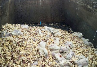 بلاغ للشرطة بسبب رائحة حرق مخلفات الدجاج
