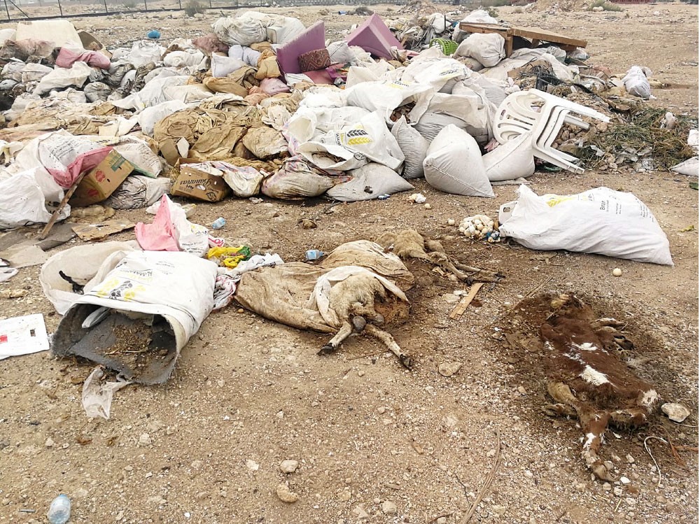 ذبح غير قانوني وجبل من الجيف بشارع الحظائر بالهملة
