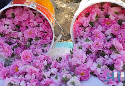 الطائف... مدينة الجمال الطبيعي