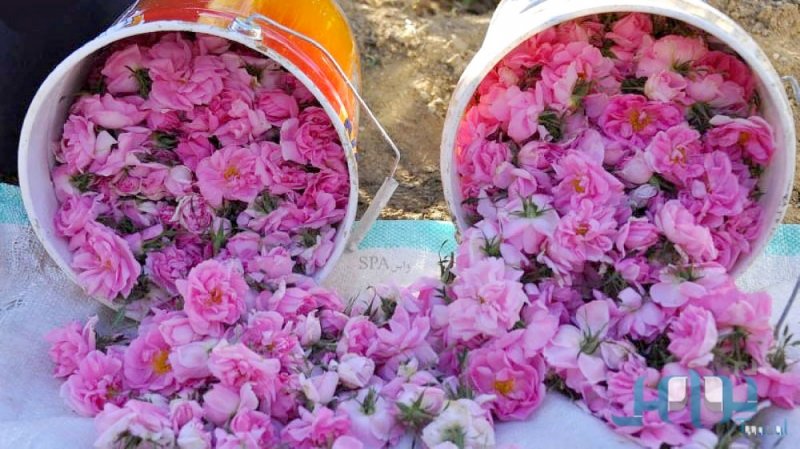 الطائف... مدينة الجمال الطبيعي