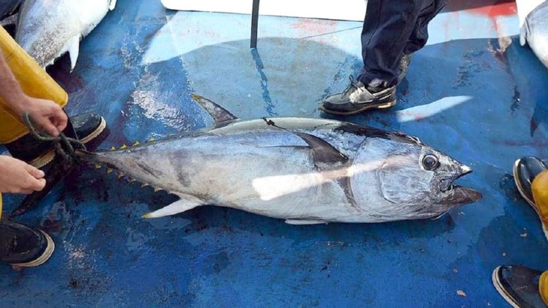 هواة اصطادوا سمكة بـ3 ملايين دولار.. وأعادوها للمحيط