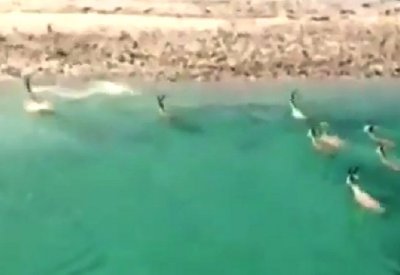 غزلان تخرج من البحر إلى شواطئ السعودية