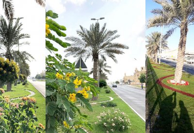 “البلديات” تعقيبا على مقال “أشجار ميته منذ سنوات في الشوارع.. أين المتابعة”