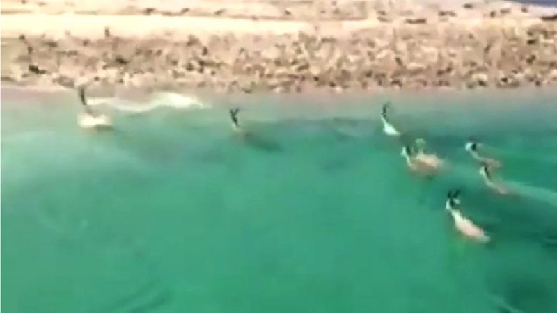غزلان تخرج من البحر إلى شواطئ السعودية