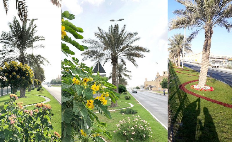 “البلديات” تعقيبا على مقال “أشجار ميته منذ سنوات في الشوارع.. أين المتابعة”