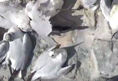 نفوق غامض للطيور الساحلية.. والمواطنون مذعورون