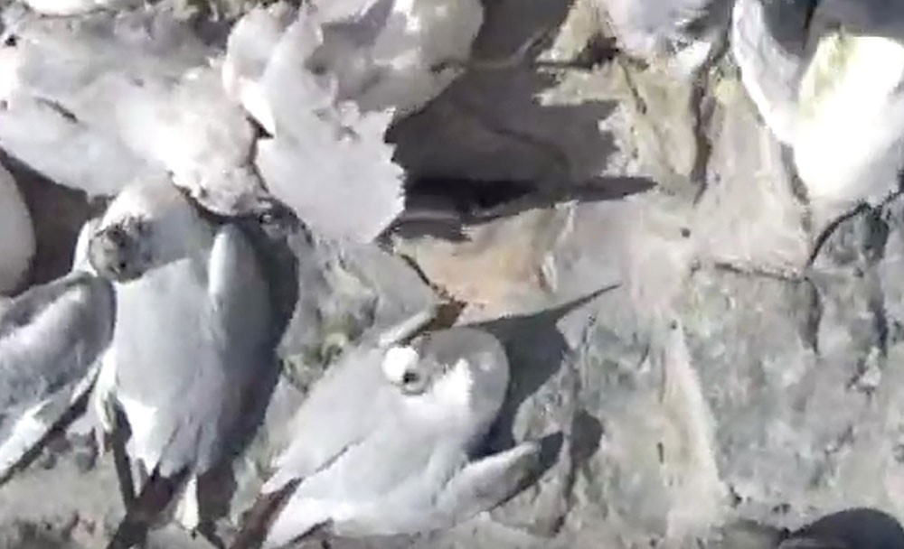 نفوق غامض للطيور الساحلية.. والمواطنون مذعورون
