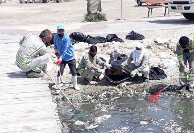 ظاهرة المد الأحمر وراء نفوق الأسماك